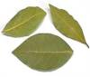 Bay Leaf