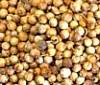 Coriander Whole